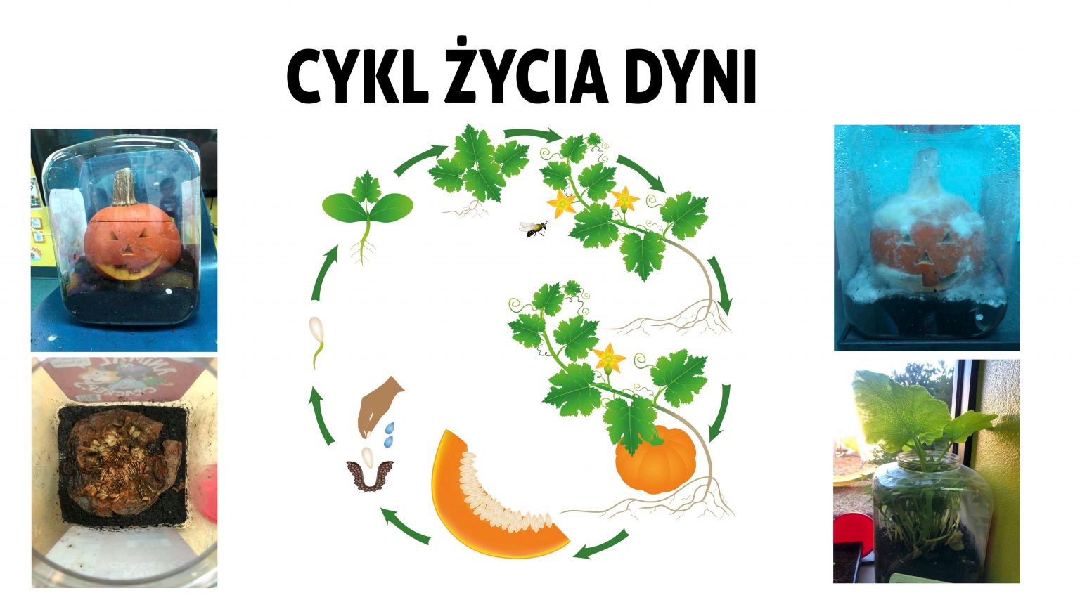 cykl zycia dyni