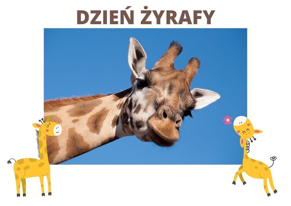 żyrafa karty pracy