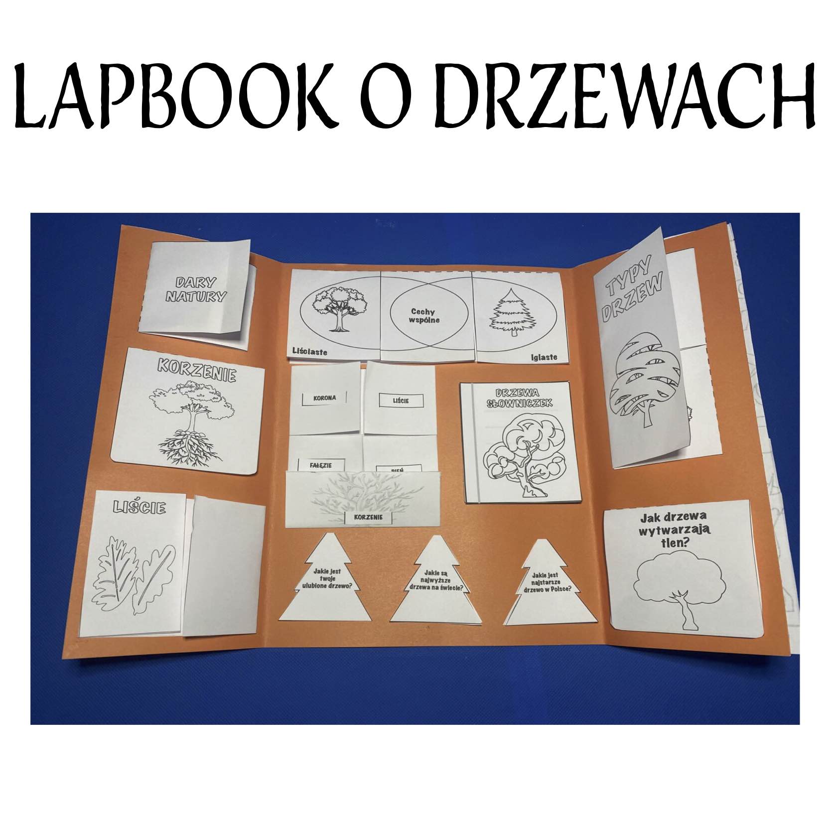 lapbook o drzewach